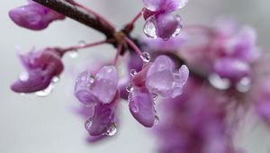 Preview wallpaper cercis, flowers, petals, drops, pink
