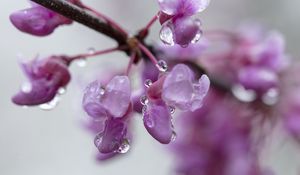 Preview wallpaper cercis, flowers, petals, drops, pink