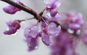 Preview wallpaper cercis, flowers, petals, drops, pink