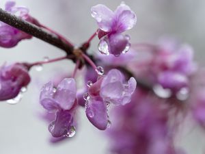 Preview wallpaper cercis, flowers, petals, drops, pink