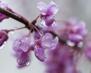 Preview wallpaper cercis, flowers, petals, drops, pink