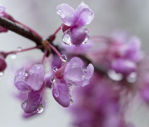Preview wallpaper cercis, flowers, petals, drops, pink