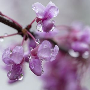 Preview wallpaper cercis, flowers, petals, drops, pink
