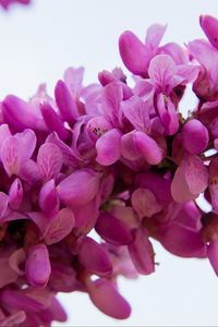 Preview wallpaper cercis siliquastrum, flowers, twig