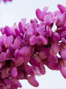 Preview wallpaper cercis siliquastrum, flowers, twig