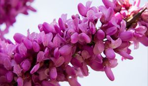 Preview wallpaper cercis siliquastrum, flowers, twig