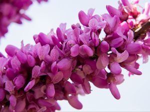 Preview wallpaper cercis siliquastrum, flowers, twig