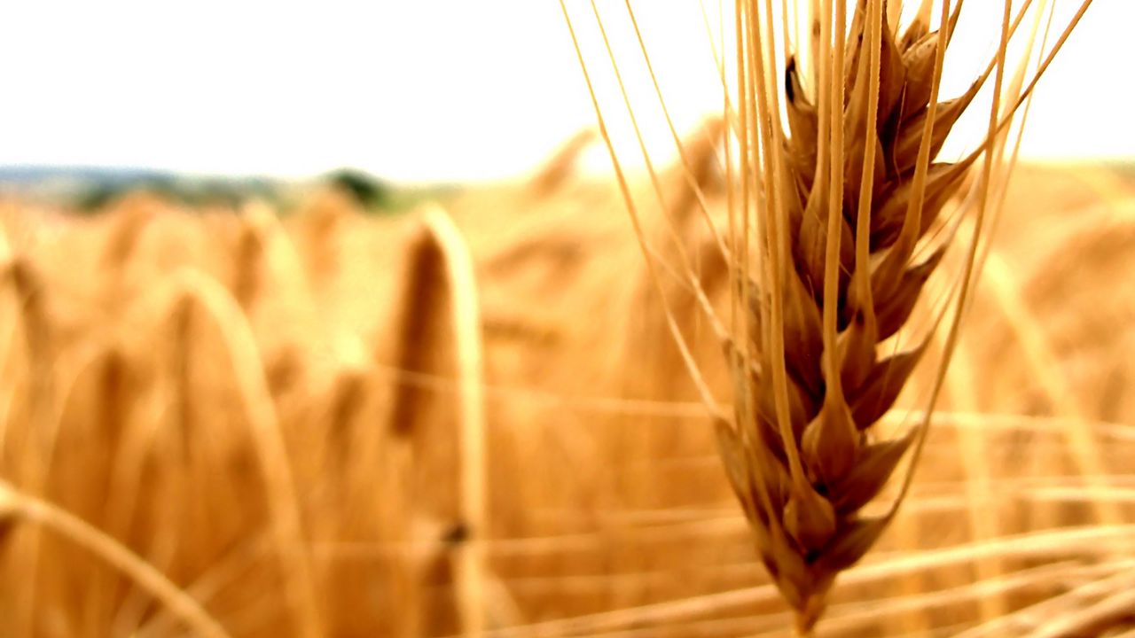 Wallpaper cereals, agriculture, ear