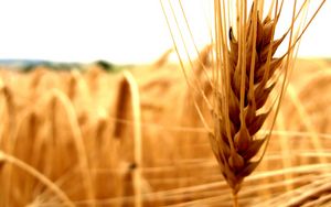 Preview wallpaper cereals, agriculture, ear