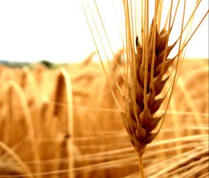 Preview wallpaper cereals, agriculture, ear