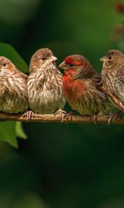 Preview wallpaper chaffinches, family, branch, bird