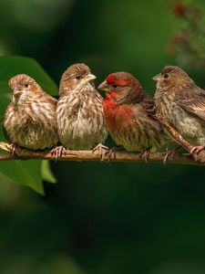 Preview wallpaper chaffinches, family, branch, bird