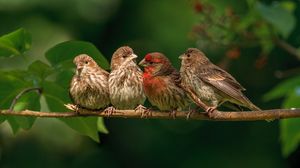 Preview wallpaper chaffinches, family, branch, bird