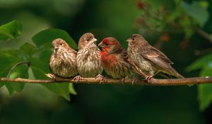 Preview wallpaper chaffinches, family, branch, bird