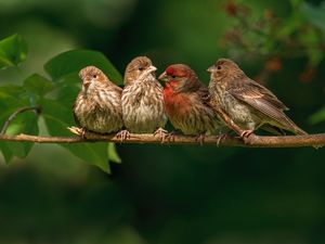 Preview wallpaper chaffinches, family, branch, bird