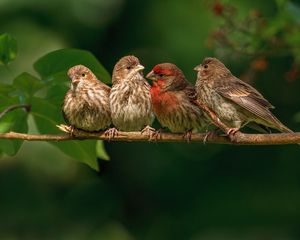 Preview wallpaper chaffinches, family, branch, bird