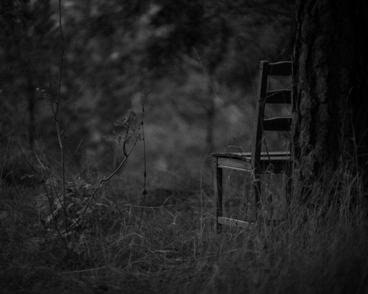 Download wallpaper 1280x1024 chair, bw, forest, grass, gloomy standard 5:4  hd background