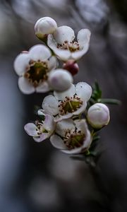 Preview wallpaper chamelacium, flowers, plant, branches, macro