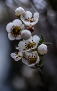 Preview wallpaper chamelacium, flowers, plant, branches, macro