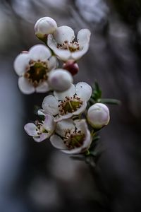 Preview wallpaper chamelacium, flowers, plant, branches, macro