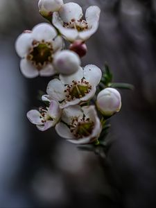 Preview wallpaper chamelacium, flowers, plant, branches, macro