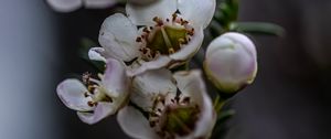 Preview wallpaper chamelacium, flowers, plant, branches, macro