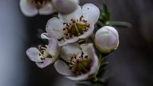 Preview wallpaper chamelacium, flowers, plant, branches, macro