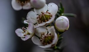 Preview wallpaper chamelacium, flowers, plant, branches, macro