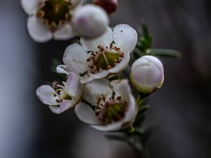 Preview wallpaper chamelacium, flowers, plant, branches, macro