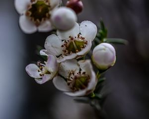 Preview wallpaper chamelacium, flowers, plant, branches, macro