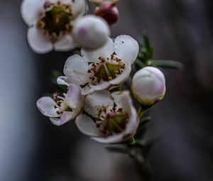 Preview wallpaper chamelacium, flowers, plant, branches, macro