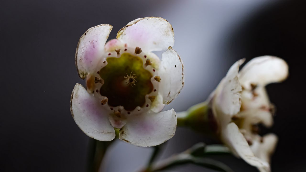 Wallpaper chamelacium, flowers, stems, plant, macro