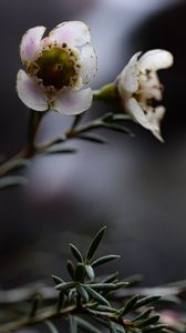 Preview wallpaper chamelacium, flowers, stems, plant, macro