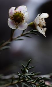 Preview wallpaper chamelacium, flowers, stems, plant, macro