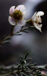 Preview wallpaper chamelacium, flowers, stems, plant, macro