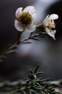 Preview wallpaper chamelacium, flowers, stems, plant, macro