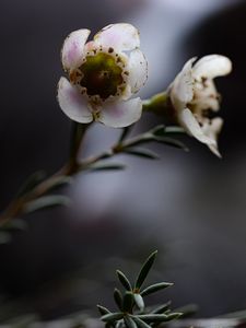 Preview wallpaper chamelacium, flowers, stems, plant, macro