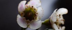 Preview wallpaper chamelacium, flowers, stems, plant, macro