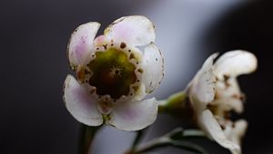 Preview wallpaper chamelacium, flowers, stems, plant, macro