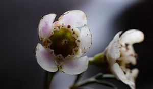 Preview wallpaper chamelacium, flowers, stems, plant, macro