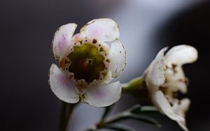 Preview wallpaper chamelacium, flowers, stems, plant, macro