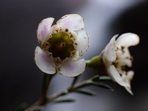 Preview wallpaper chamelacium, flowers, stems, plant, macro