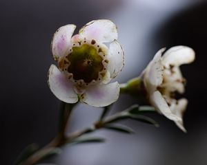 Preview wallpaper chamelacium, flowers, stems, plant, macro