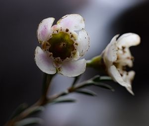 Preview wallpaper chamelacium, flowers, stems, plant, macro