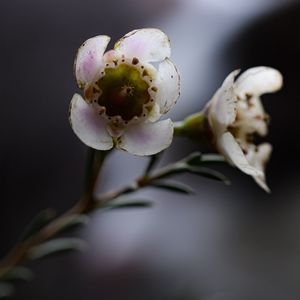 Preview wallpaper chamelacium, flowers, stems, plant, macro