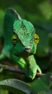 Preview wallpaper chameleon, branch, animal, green