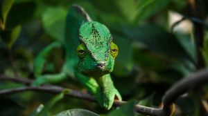 Preview wallpaper chameleon, branch, animal, green
