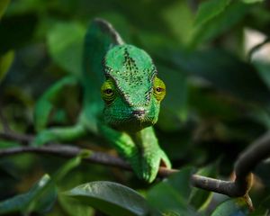 Preview wallpaper chameleon, branch, animal, green