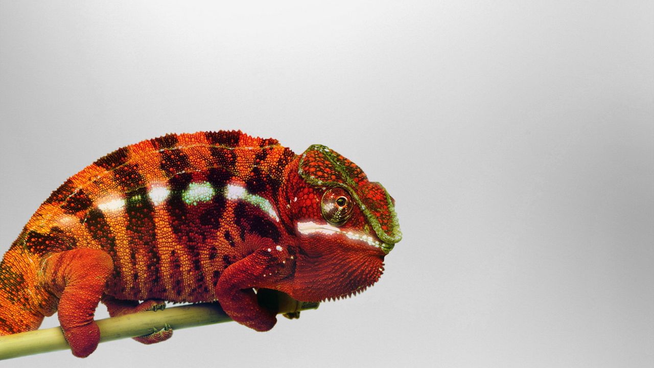 Wallpaper chameleon, branch, reptile