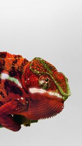 Preview wallpaper chameleon, branch, reptile